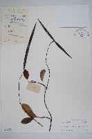 藏品(酸藤)的圖片