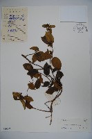 藏品(忍冬、金銀花)的圖片