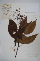 藏品(異葉梁王茶)的圖片