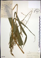 藏品(棕葉狗尾草)的圖片