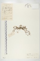 藏品(異被赤車)的圖片