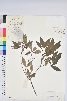 藏品(嶺南杜鵑)的圖片