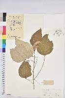 藏品(白背葉)的圖片
