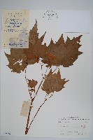 藏品(裂葉秋海棠)的圖片