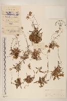 藏品(父子草、天青地白)的圖片