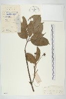 藏品(香港四照花)的圖片