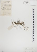 藏品(焊菜)的圖片