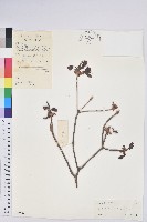 藏品(吊鐘花)的圖片