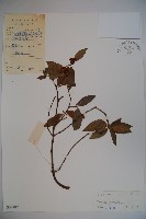 藏品(毛枝金腺莢迷)的圖片