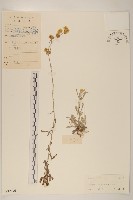 藏品(鼠麴草)的圖片