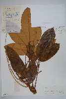 藏品(穗序鵝掌柴)的圖片