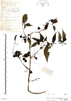 藏品(龍珠)的圖片