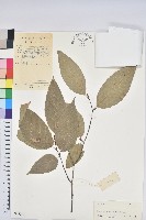 藏品(水青岡)的圖片