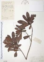 藏品(楊梅)的圖片