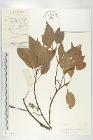 藏品(薯豆)的圖片