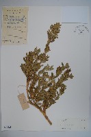 藏品(華南黃楊，雀舌黃楊，匙葉黃楊)的圖片