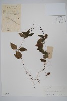 藏品(針刺草)的圖片