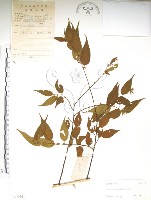 藏品(銳葉山黃麻)的圖片