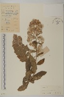 藏品(裂葉艾納香)的圖片