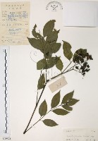 藏品(野鴉椿)的圖片