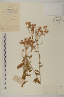 藏品(山白蘭)的圖片