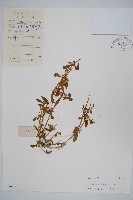 藏品(蓮子草)的圖片