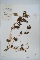 藏品(野莧菜)的圖片