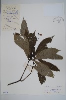 藏品(大葉鳳仙花)的圖片