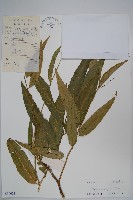 藏品(銳葉山柑)的圖片