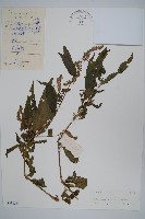 藏品(柳葉牛膝)的圖片