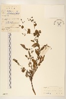 藏品(苦實菜)的圖片