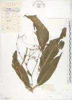 藏品(杜若)的圖片