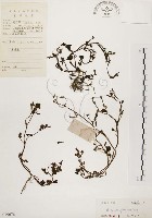 藏品(馬齒莧)的圖片