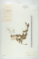 藏品(小葶藶)的圖片