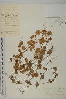 藏品(荷蓮豆)的圖片