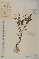 藏品(魚眼菊)的圖片