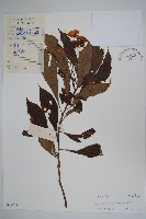 藏品(白花鳳仙花)的圖片