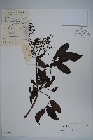 藏品(冇骨消)的圖片