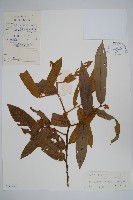 藏品(獨山瓜馥木)的圖片