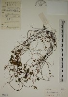 藏品(酢漿草)的圖片