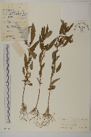 藏品(狼把草)的圖片