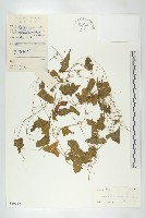 藏品(馬交兒)的圖片