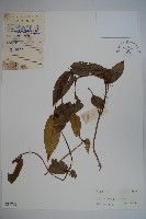 藏品(貴州忍冬)的圖片