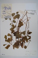 藏品(大花金錢豹)的圖片