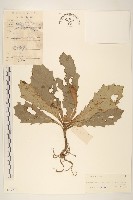 藏品(褐頭尾菊)的圖片