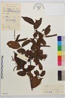 藏品(峨眉雀梅藤)的圖片