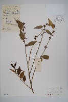 藏品(野扇花)的圖片