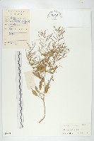 藏品(葶藶)的圖片