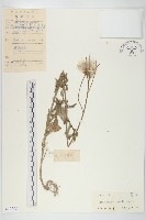 藏品(泥胡菜)的圖片