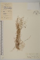 藏品(無心菜、鵝不食草)的圖片